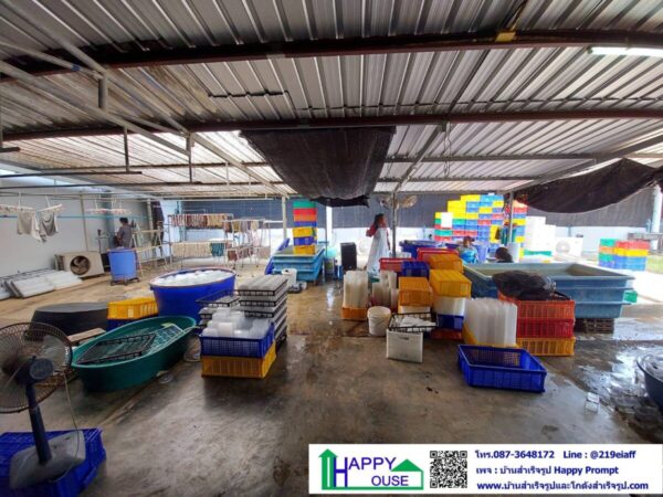 งานกั้นห้องปลอดเชื้อสำหรับเพาะต้นไม้ ขนาด 11.5x11.9 เมตร สูง 3 เมตร - Image 4